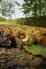 On a driveway in the North Yorkshire Dales, a carpet of ripe sweet chestnuts blown down by storm Babet. England, UK