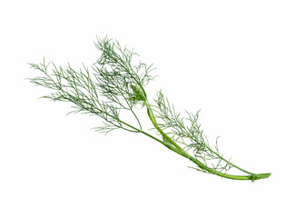 Dill isolated on white.