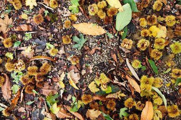 On a driveway in the North Yorkshire Dales, a carpet of ripe sweet chestnuts blown down by storm Babet. England, UK