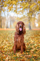chocolate Irish setter on a walk in the autumn park among the yellow-red leaves waiting for the...
