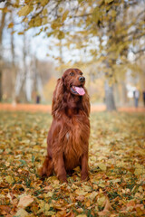 chocolate Irish setter on a walk in the autumn park among the yellow-red leaves waiting for the...