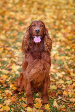 chocolate Irish setter on a walk in the autumn park among the yellow-red leaves waiting for the owner