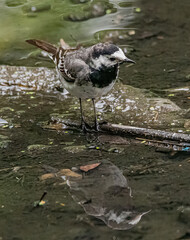 Pied wagtail