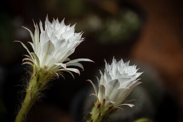 White cactus flower. Echinopsis ancistrophora plant. Selective focus on blurred dark background. Celebrations card. Copy space.