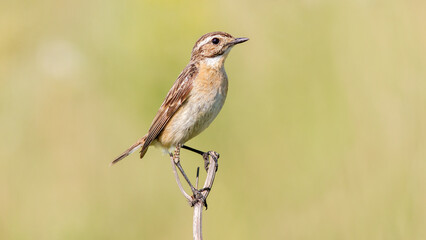 red backed shrike