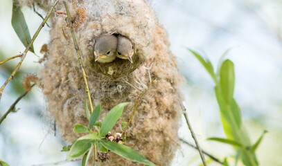 bird in nest
