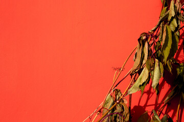 A branch of a plant with dry leaves on the background of the wall. The sun illuminates the branch...