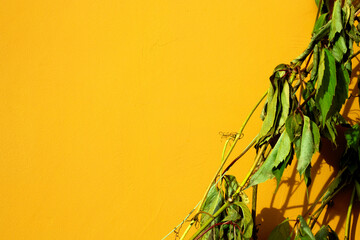 A branch of a plant with dry leaves on the background of the wall. The sun illuminates the branch of plants with dried leaves. The shadow on the wall from the dry leaves of the plant.
