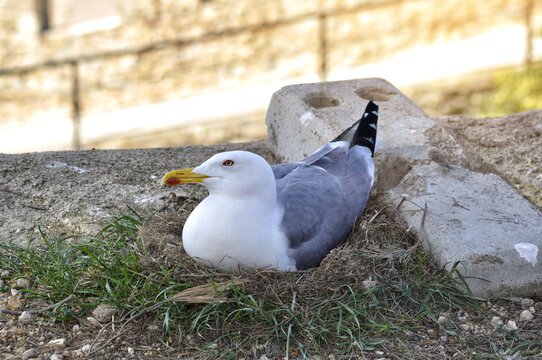 Gaviota arg&eacute;ntea (Larus argentatus) incubando echada sobre su nido  en los alrededores de la ciudad