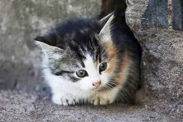 A cute small kitten sitting on top of a stone wall. This adorable image can be used to depict the innocence and playfulness of kittens or to add a touch of charm to any project.