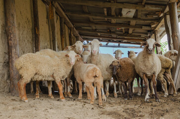 Obraz premium A flock of sheep in the pen is standing