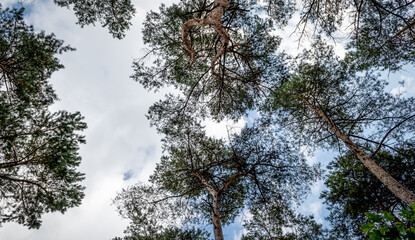 Low angle view of tall pine trees in forest of national park in Belgium.