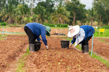 Farmer working on the corn field at countryside of thailand.