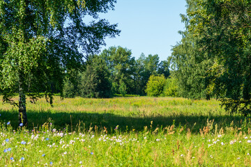 Large forest clearing in summer surrounded by mixed forest