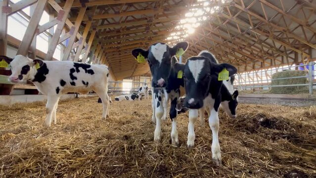 Calves in the Barn. Curious cows near the stall. sun rays.