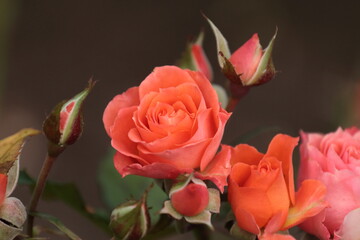 pink rose on the street 