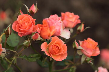 Red-orange roses in autumn