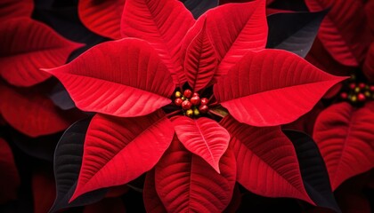 Obraz premium Photo of a Vibrant Close-Up of a Red Poinsettia Plant
