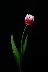 Bloom of the color tulip flower on the black background.