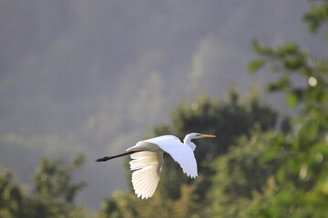 Silberreiher (Ardea alba)