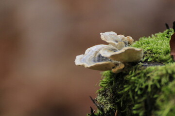 Pilz (Fungi)
