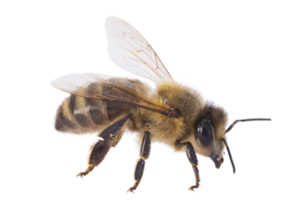 Abeille sur fond blanc