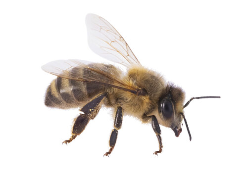 Abeille sur fond blanc