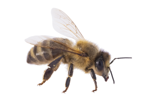 Abeille sur fond blanc