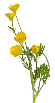 Fleurs de boutons d'or	