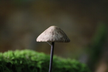 Pilz (Fungi)
