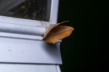 large maple spanworm moth