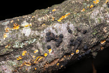 lichen and fungi on tree bark