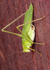scudder's bush katydid