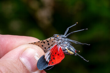 Spotted Lanternfly
