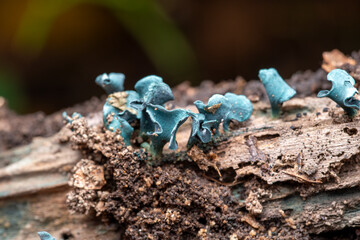 Green Wood Cup mushroom