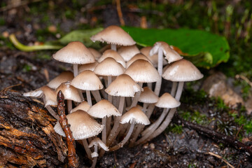 mycena mushrooms