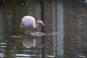 flamingo in the water