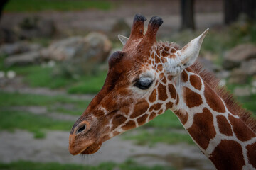 giraffe in the zoo