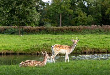 herd of deer in the meadow, Image shows a small herd of does resting and relaxing on the grass by a...