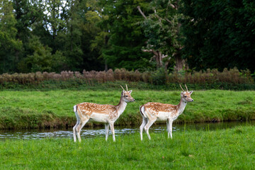 Naklejka na ściany i meble herd of deer in the meadow, Image shows a small herd of does resting and relaxing on the grass by a river in the Netherlands, taken October 2023