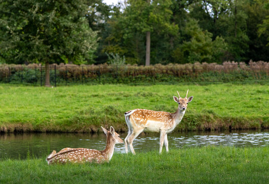herd of deer in the meadow, Image shows a small herd of does resting and relaxing on the grass by a river in the Netherlands, taken October 2023