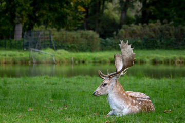 deer in the grass, Image shows a single male stag, buck, bull or hart laying in the grass looking at the away from the camera, in a deer sanctuary in the Netherlands, taken October 2023 