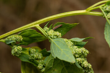 pitseed goosefoot