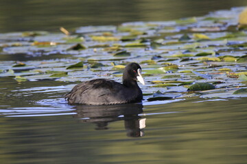 Blässhuhn (Fulica atra)