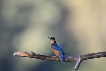 Eisvogel (Alcedo atthis)
