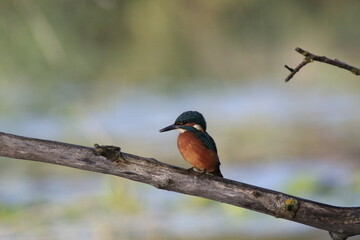 Eisvogel (Alcedo atthis)