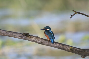 Eisvogel (Alcedo atthis)