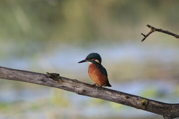 Eisvogel (Alcedo atthis)