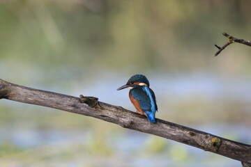 Eisvogel (Alcedo atthis)