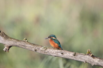 Eisvogel (Alcedo atthis)